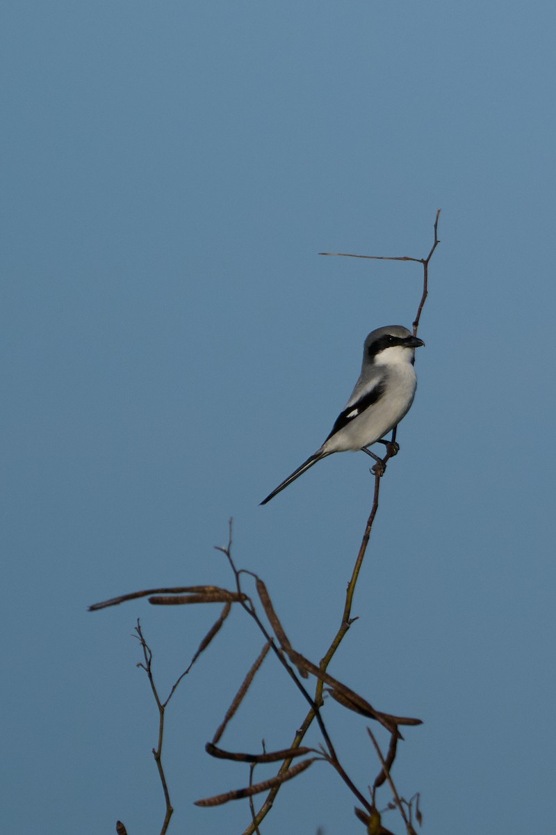 Loggerhead Shrike - ML646400299