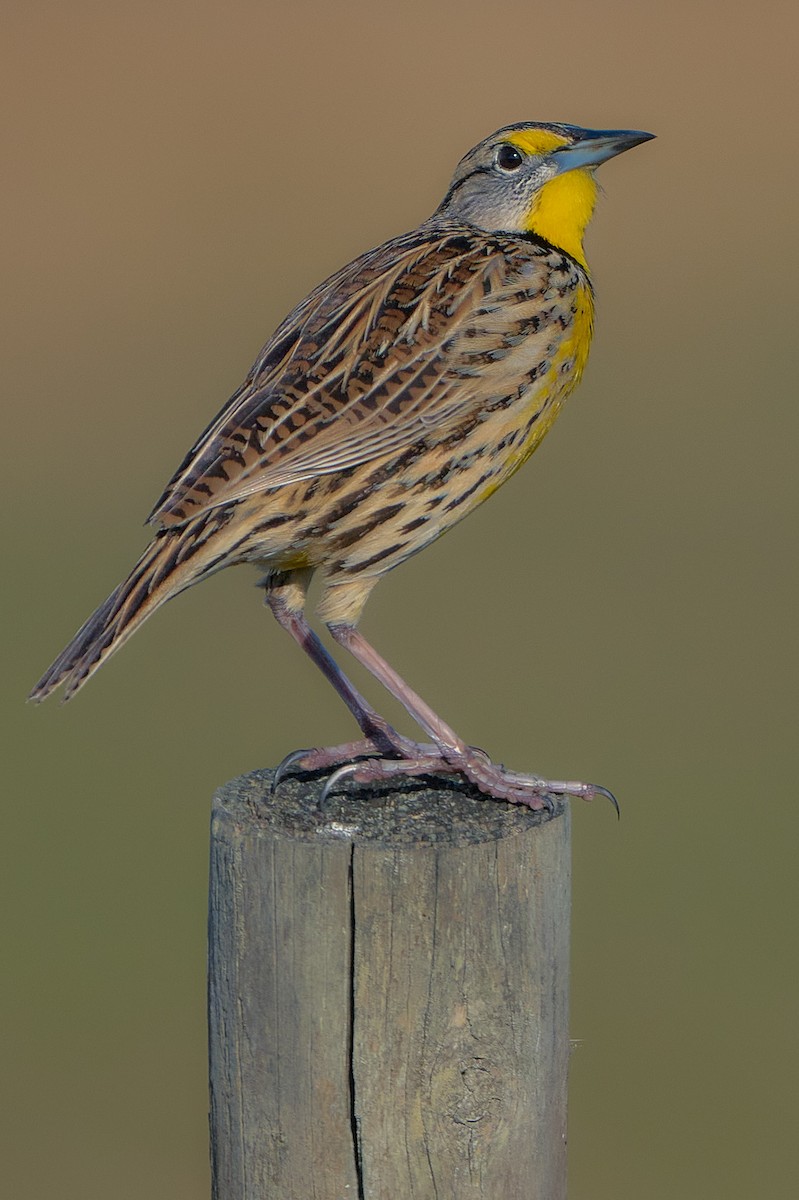 Eastern Meadowlark (Eastern) - ML646400300