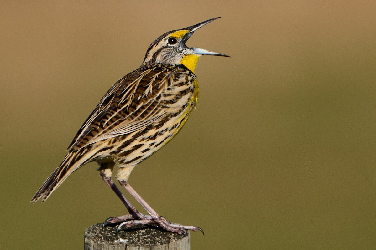 Eastern Meadowlark (Eastern) - ML646400301