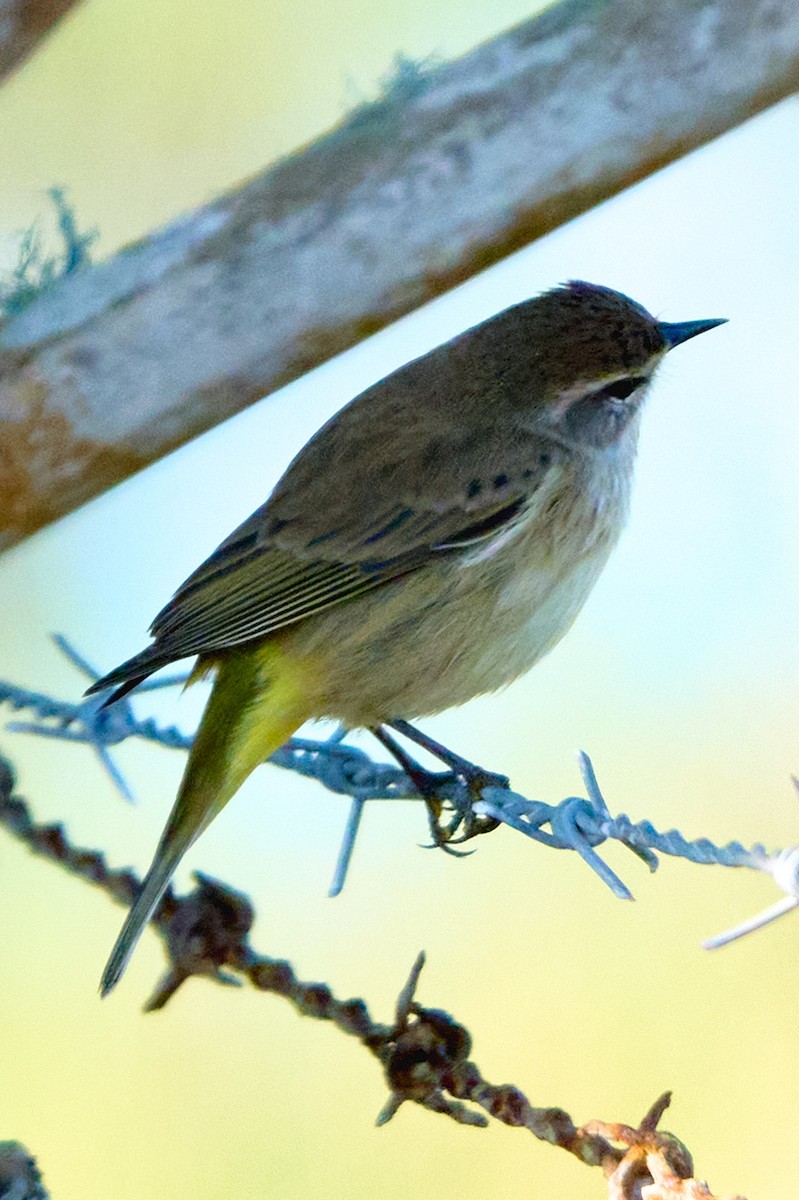 Palm Warbler - ML646400303