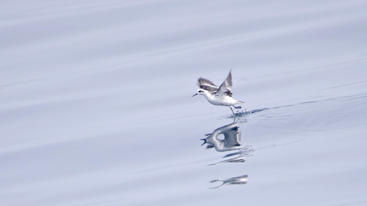 紅領瓣足鷸 - ML646400304