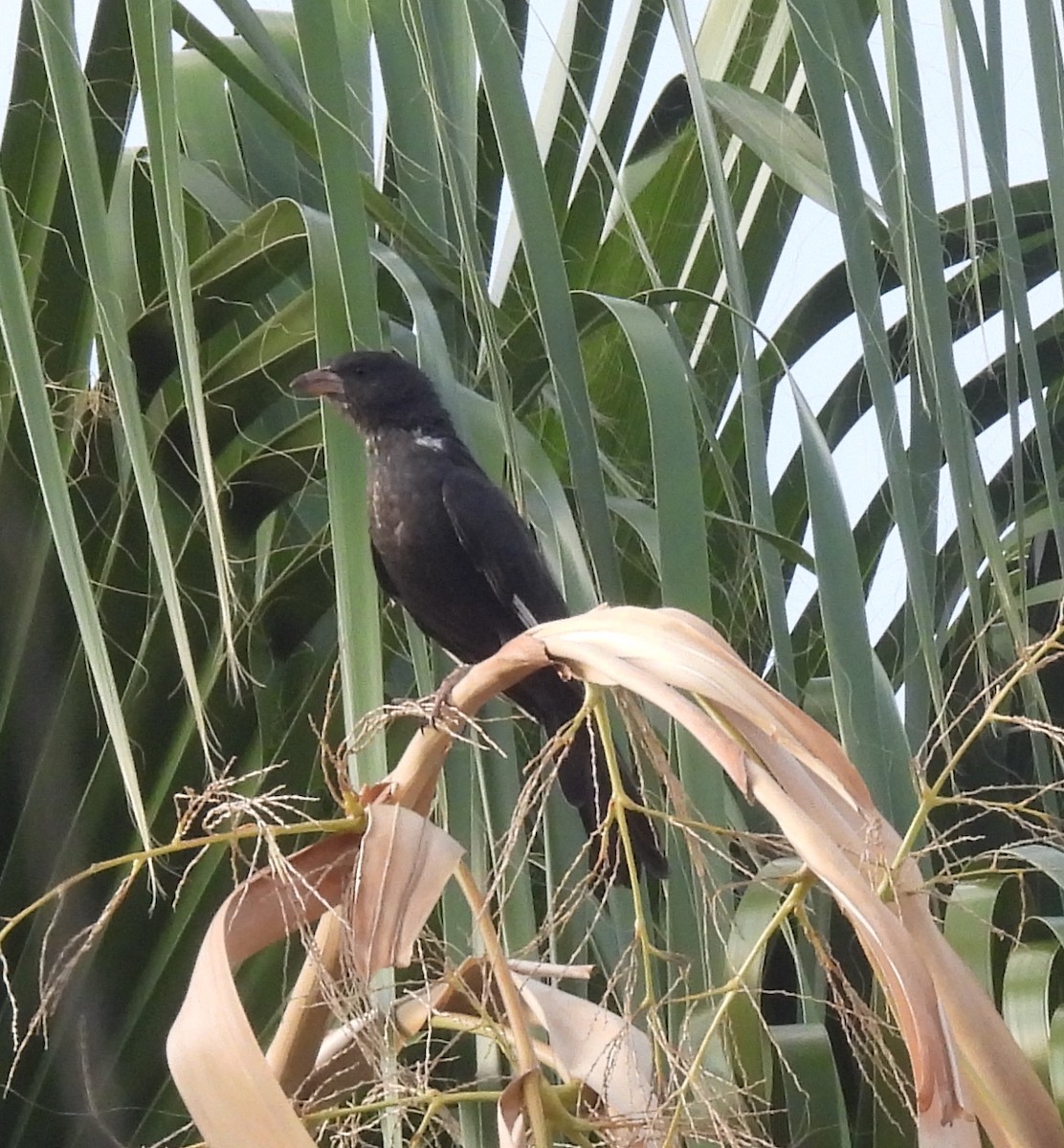 Red-billed Buffalo-Weaver - ML646400305