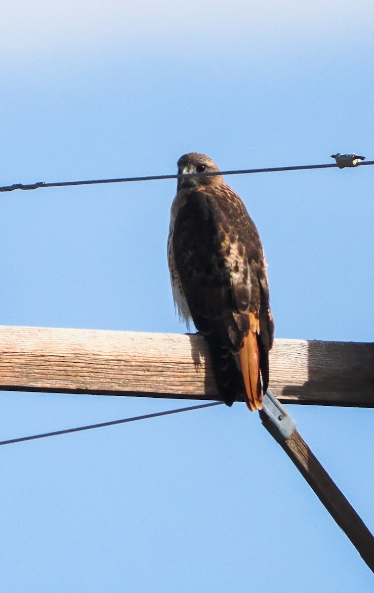 Poiana codarossa - ML646400306