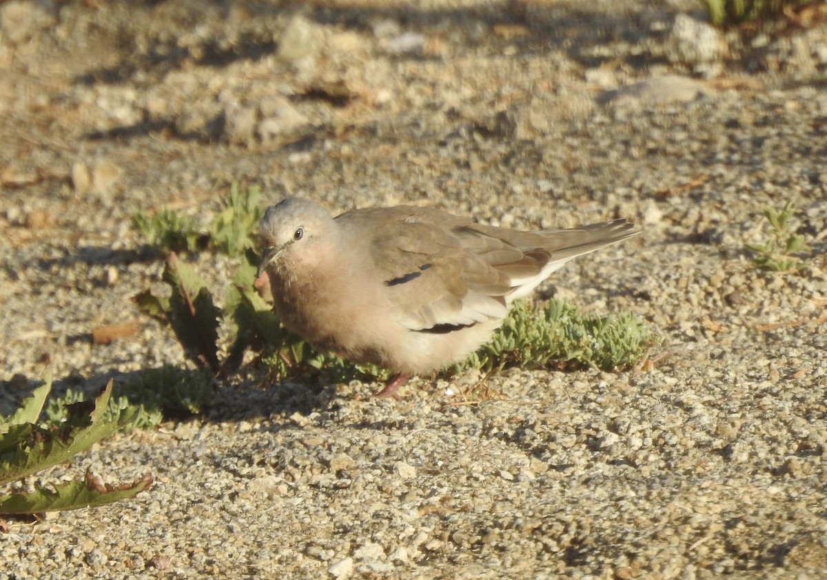 Сероглазая земляная горлица - ML646400307