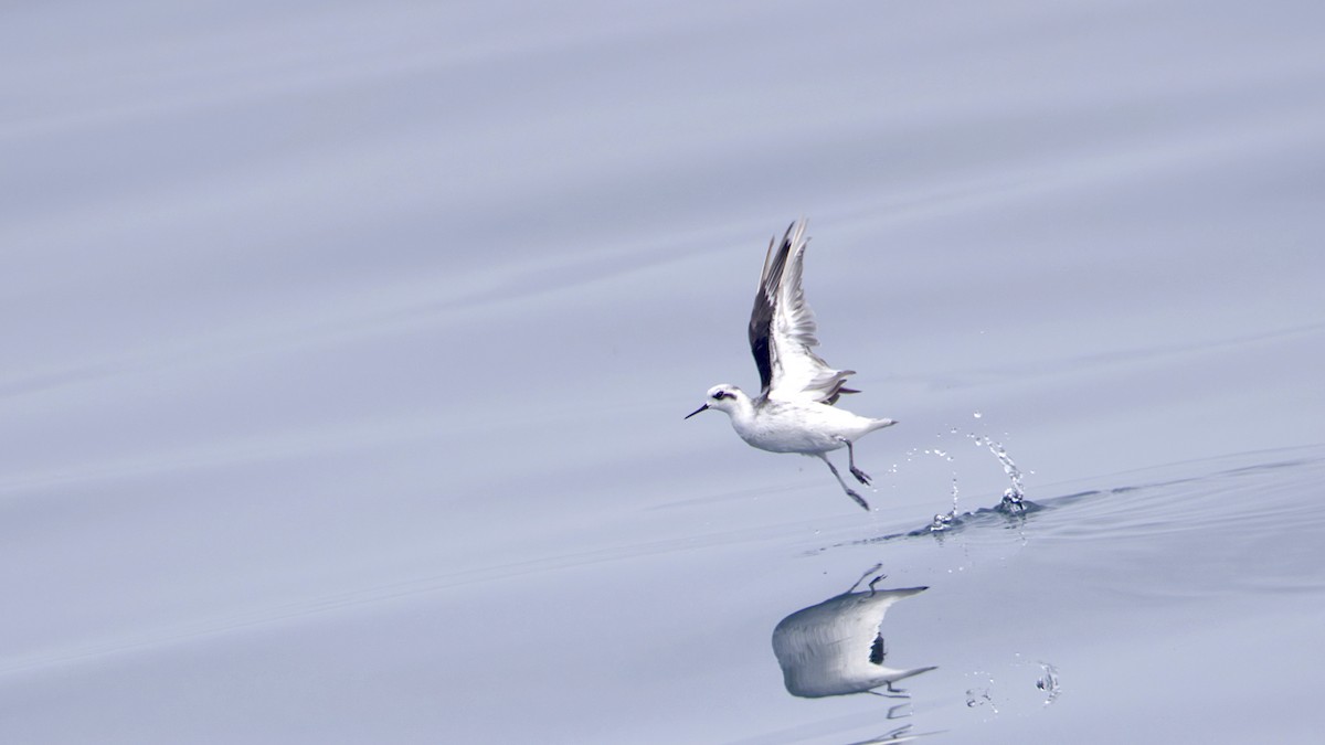 紅領瓣足鷸 - ML646400308