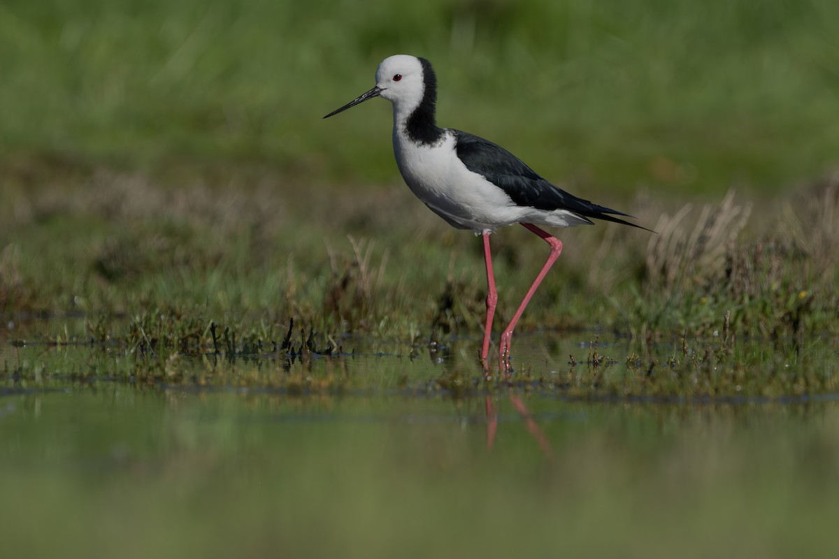 Pied Stilt - ML646400314