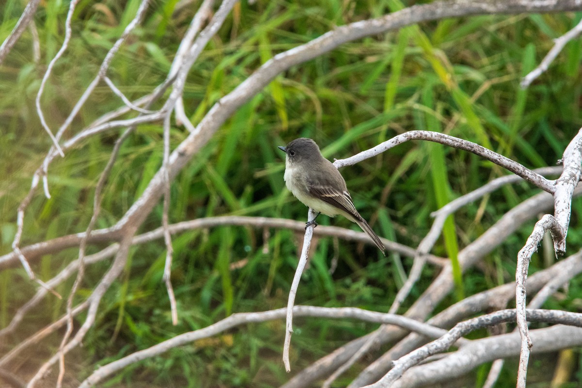 Eastern Phoebe - ML646400315