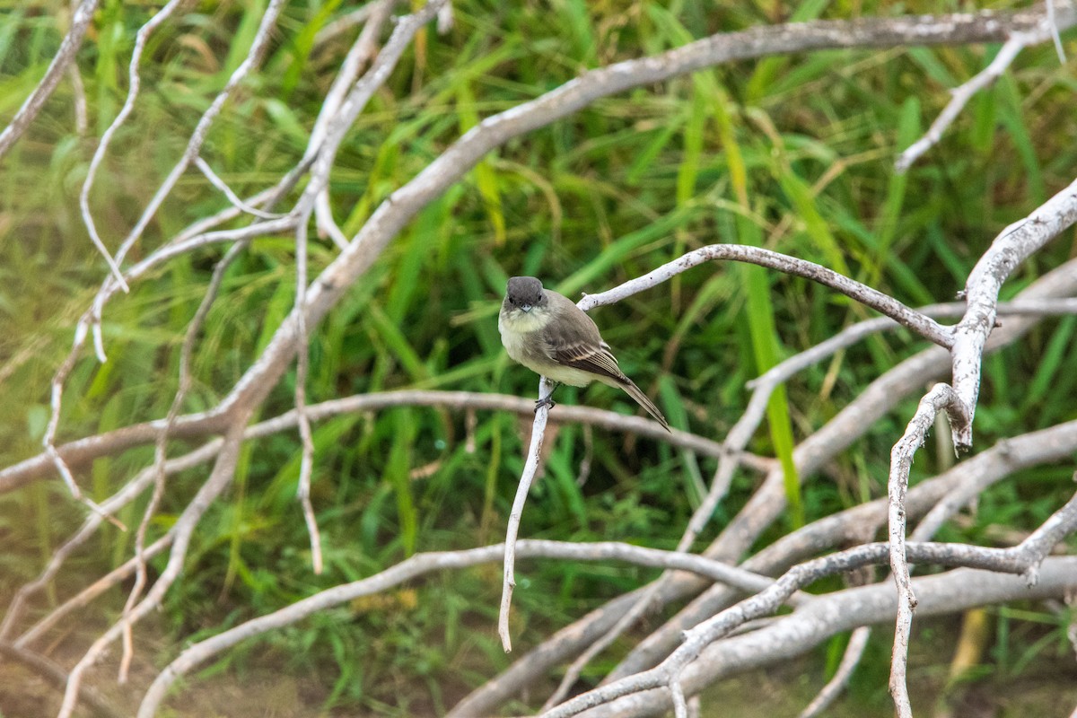 Eastern Phoebe - ML646400316