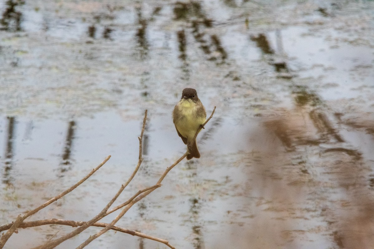 Eastern Phoebe - ML646400317