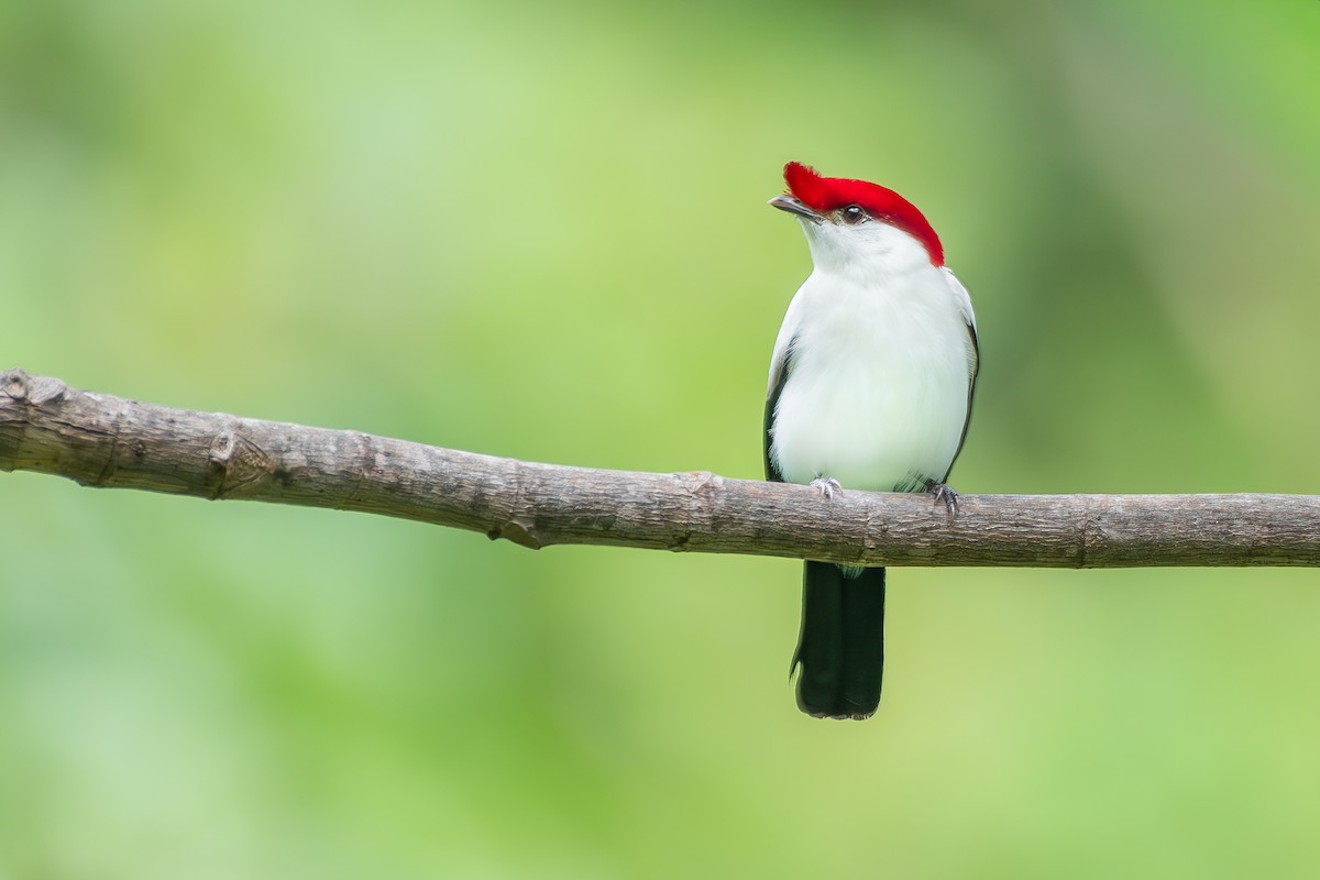 Araripe Manakin - ML646400319