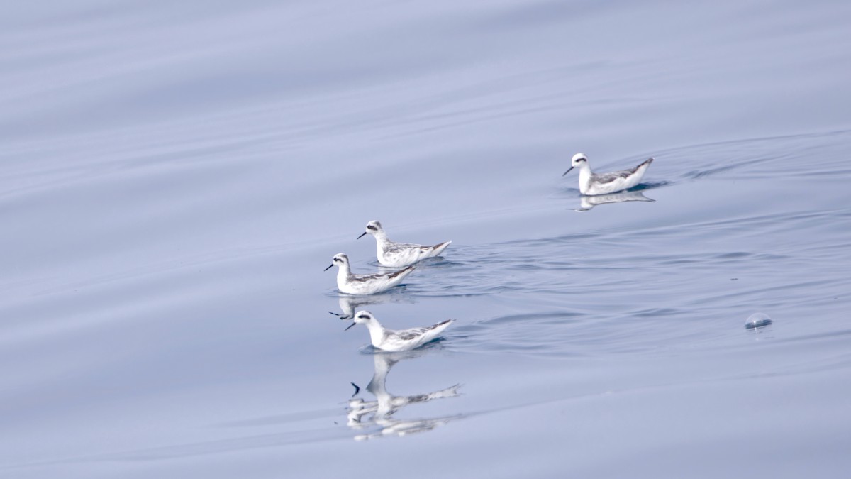 紅領瓣足鷸 - ML646400320