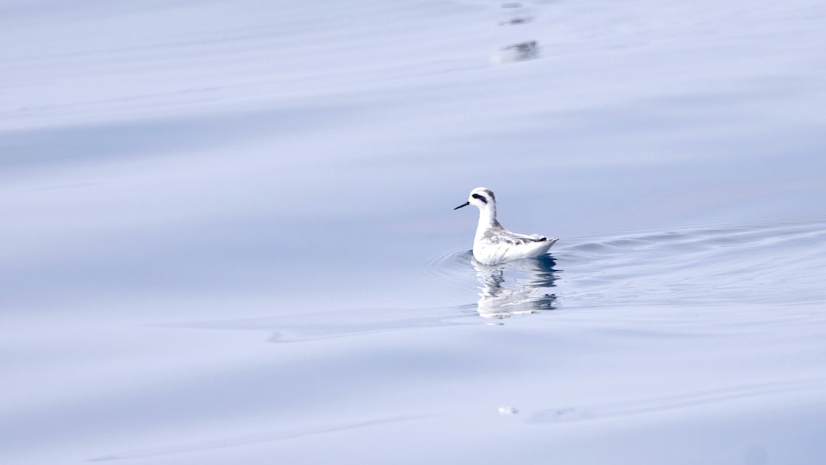 紅領瓣足鷸 - ML646400323