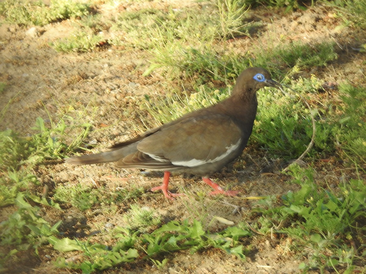 Перуанская горлица - ML646400324