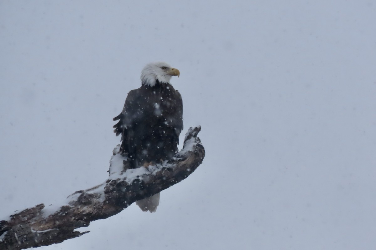 Bald Eagle - ML646400327