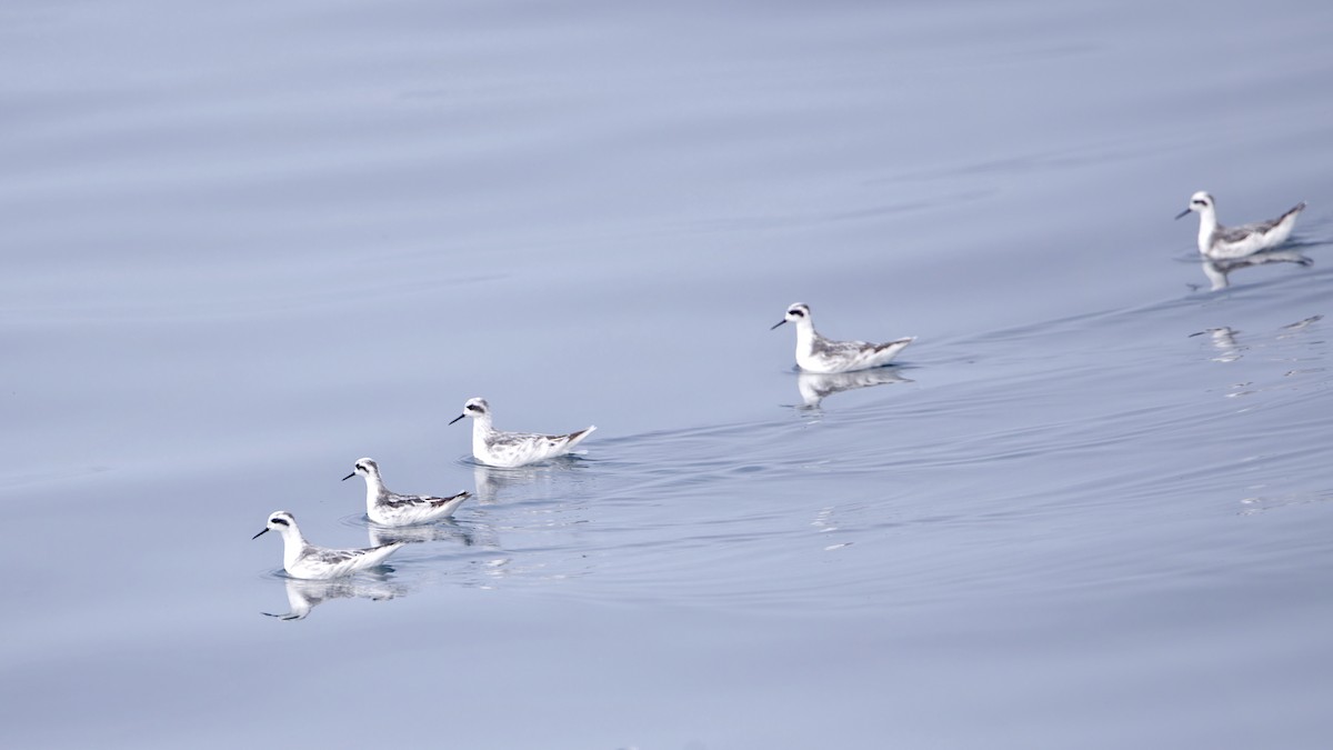 紅領瓣足鷸 - ML646400328