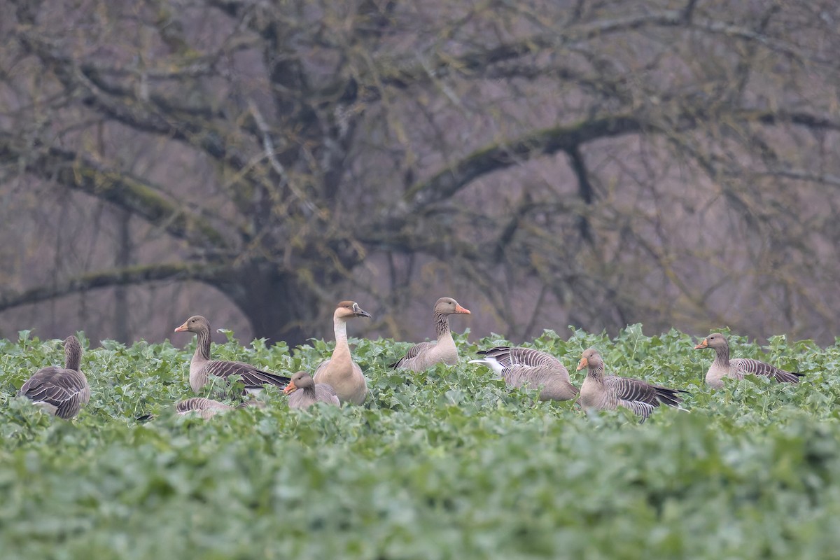 Гуска китайська (свійська) - ML646400329