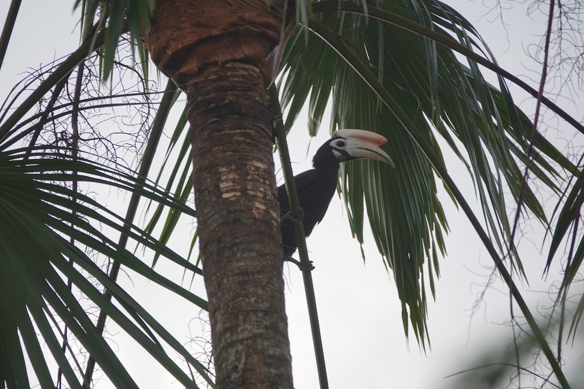 Filipin Alaca Boynuzgagası - ML646400331