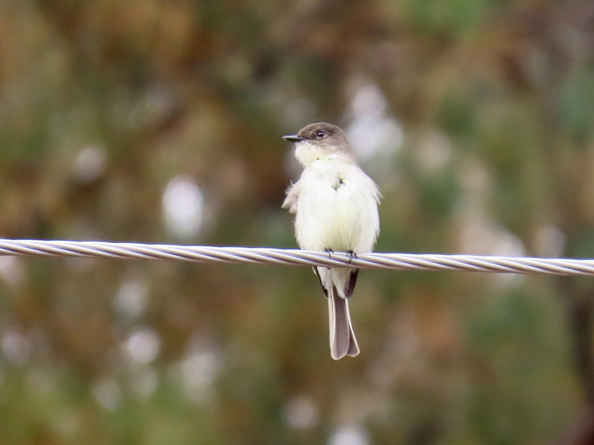 Eastern Phoebe - ML646400332