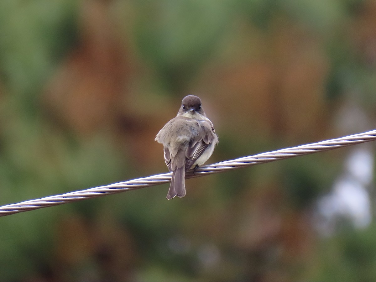 Eastern Phoebe - ML646400333