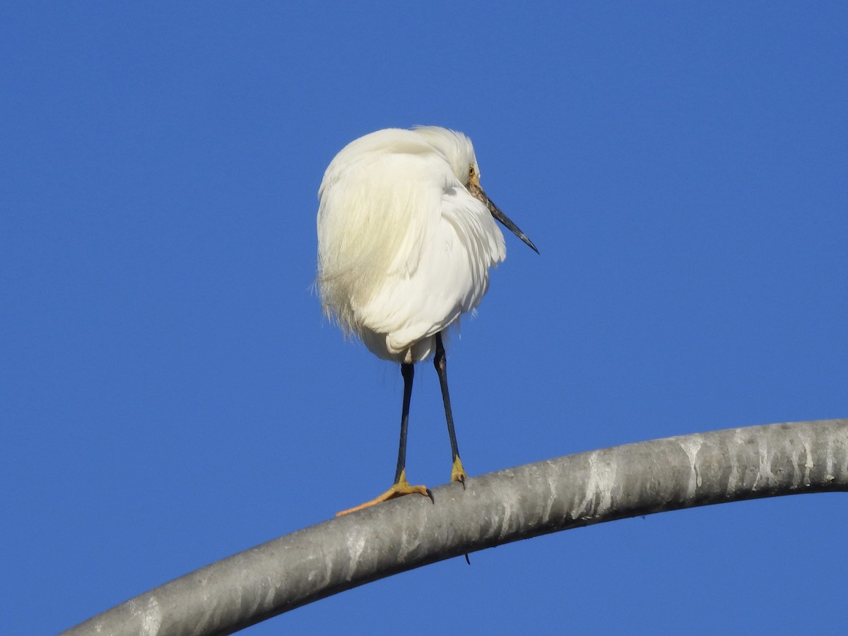 Снежная цапля - ML646400334