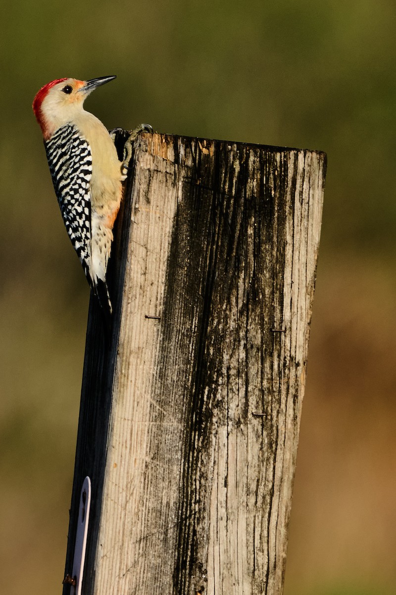 Red-bellied Woodpecker - ML646400338