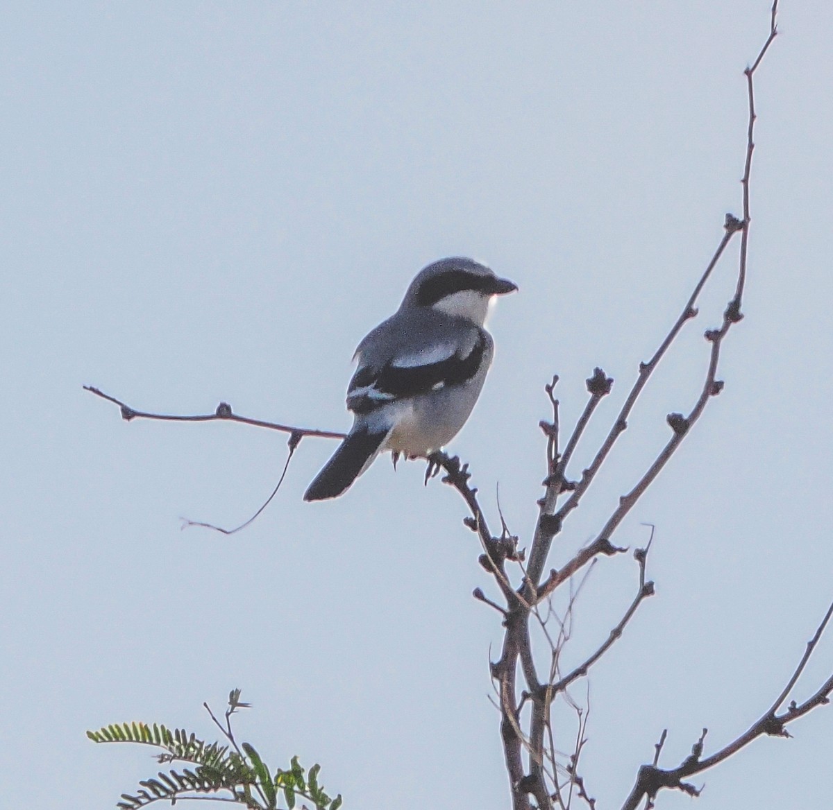 Loggerhead Shrike - ML646400339