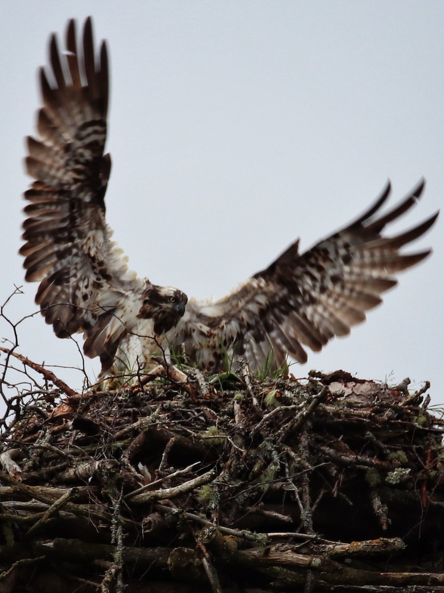 Osprey - ML646400340