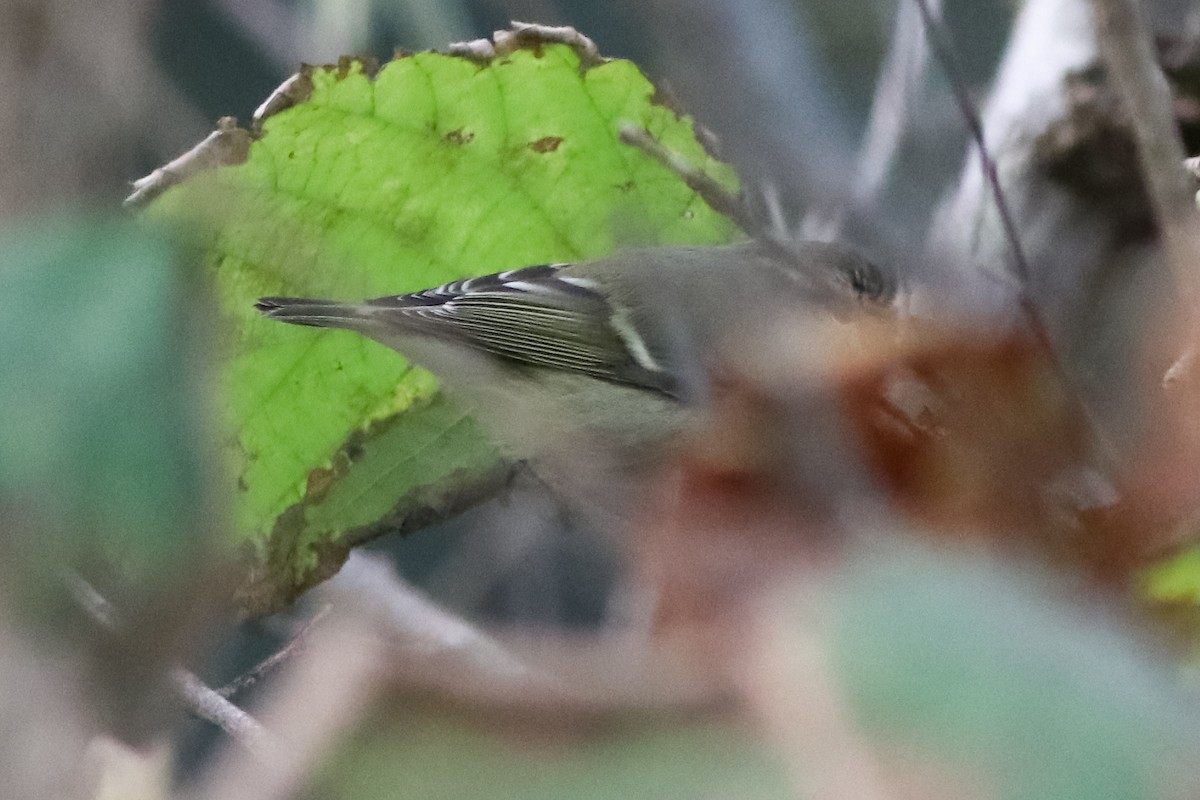 Ak Kaşlı Çıvgın - ML646400341