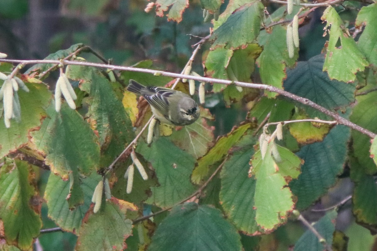 Ak Kaşlı Çıvgın - ML646400342