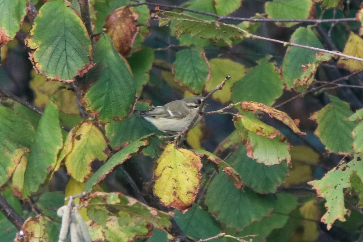 Ak Kaşlı Çıvgın - ML646400343