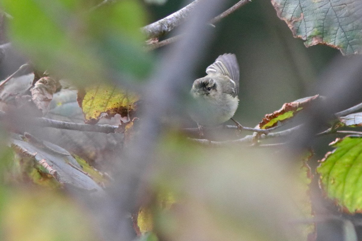 Ak Kaşlı Çıvgın - ML646400344