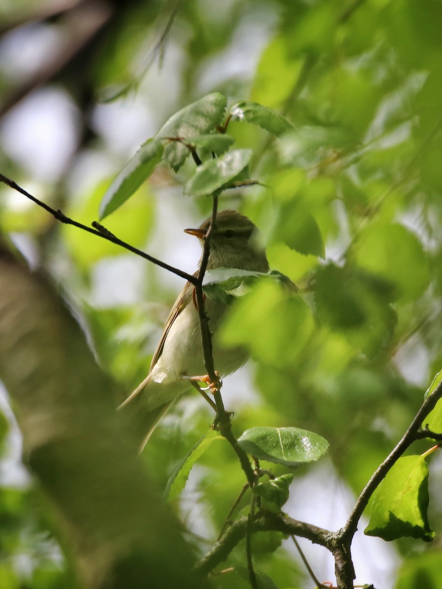 Willow Warbler - ML646400345