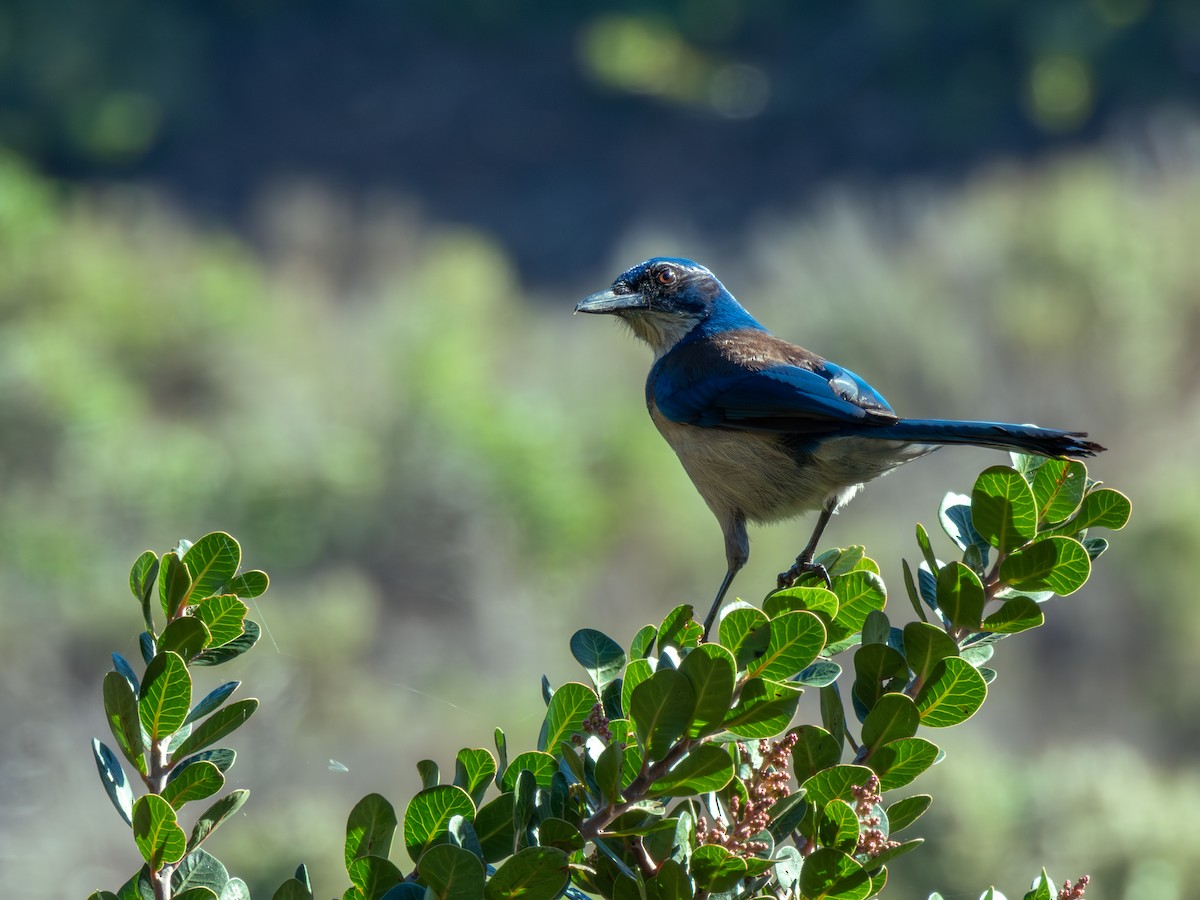 Island Scrub-Jay - ML646400346