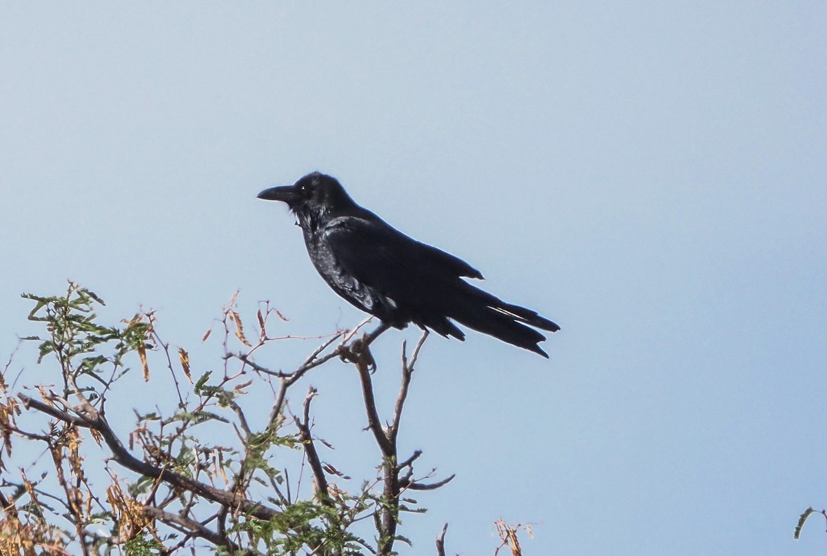 Corvo imperiale - ML646400347