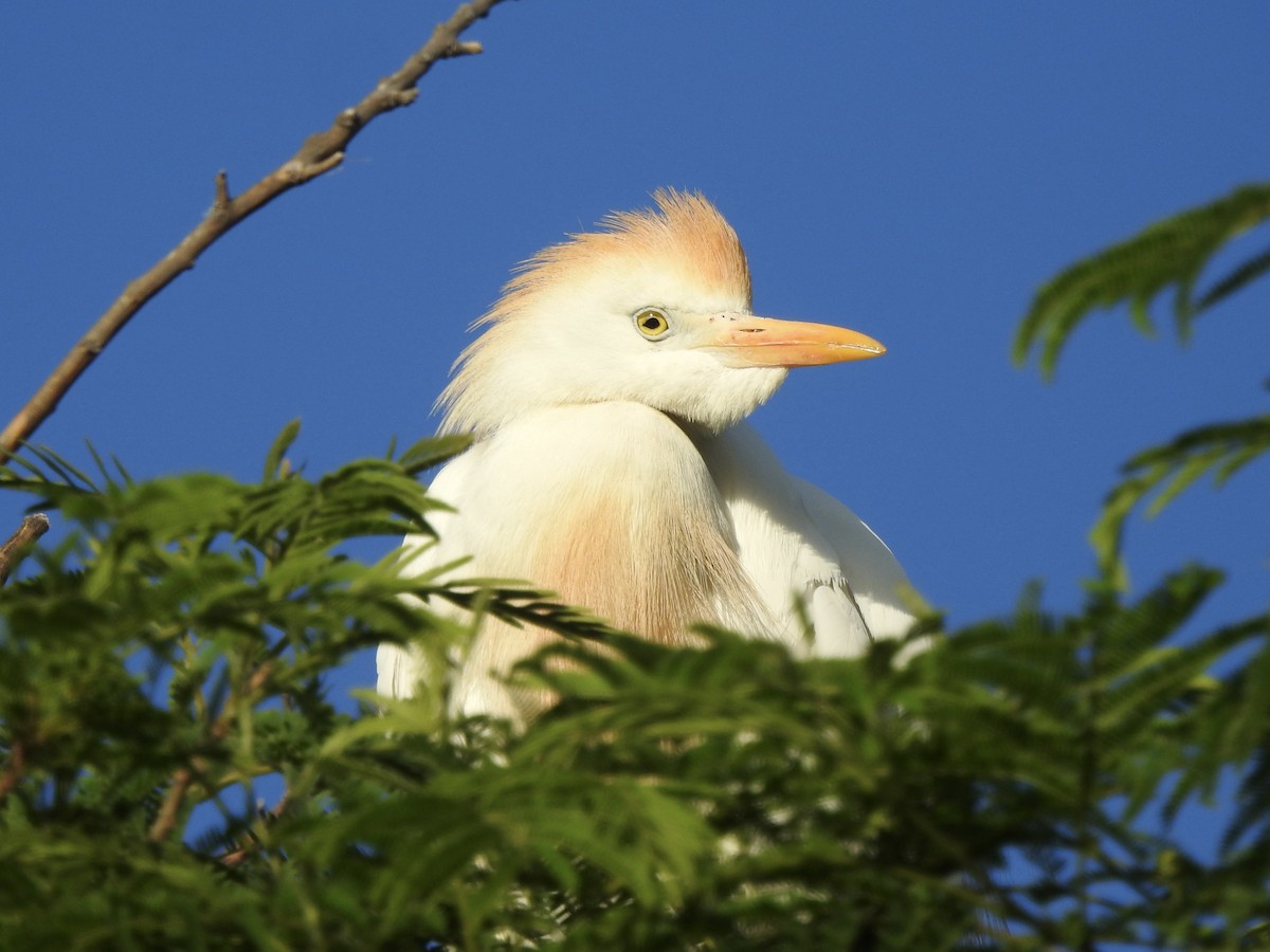 Египетская цапля - ML646400348