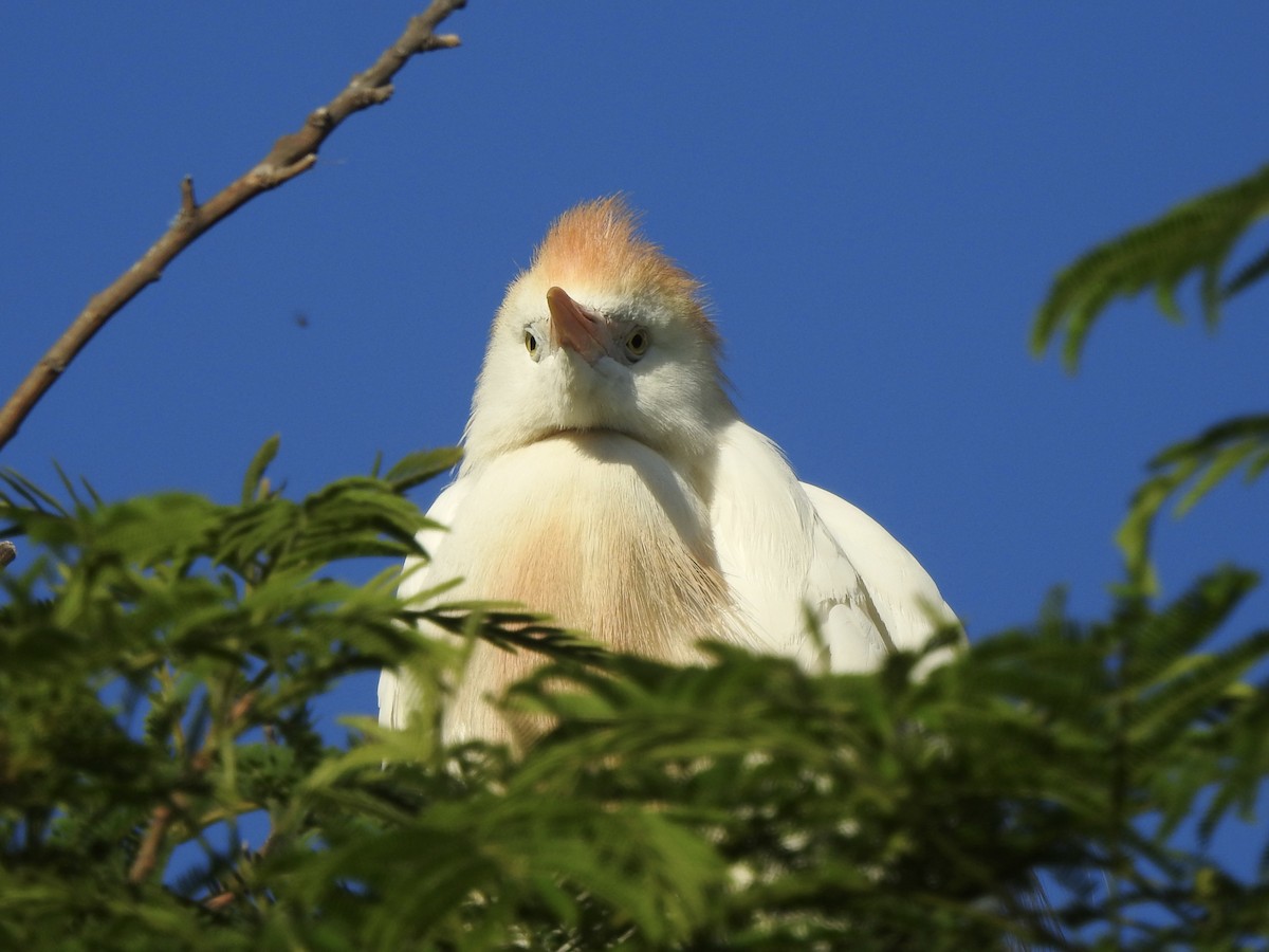 Египетская цапля - ML646400349