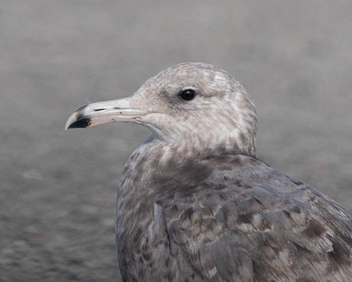 California Gull - ML646400351
