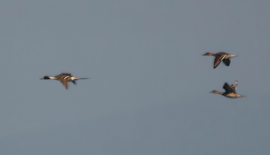 尖尾鴨 - ML646400352