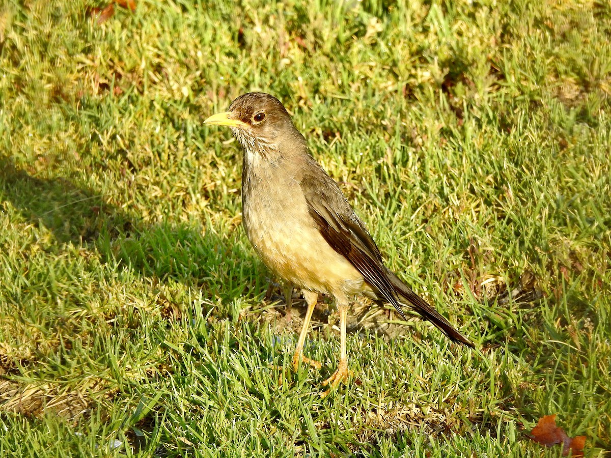 Магелланов дрозд - ML646400357