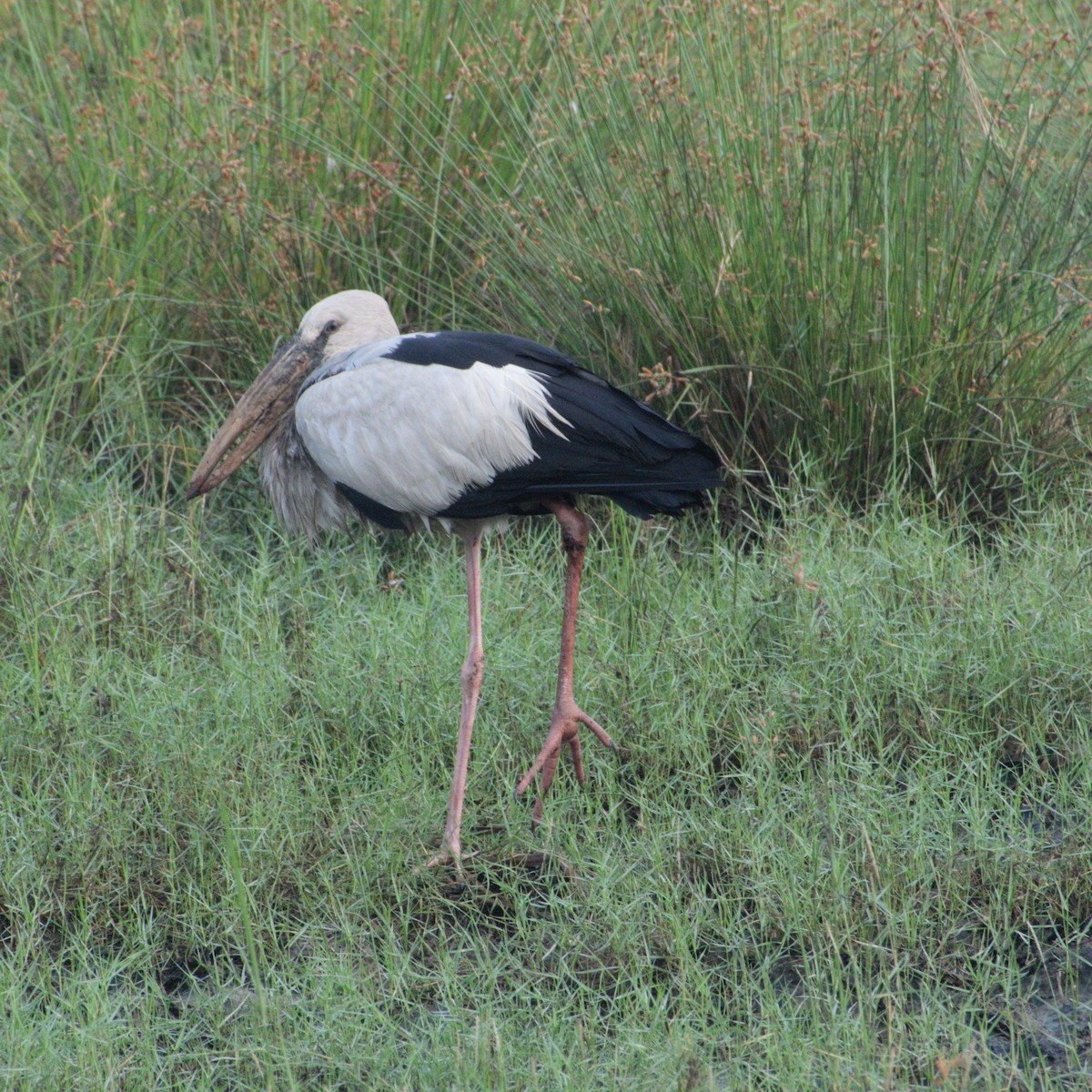 Asian Openbill - ML646400359
