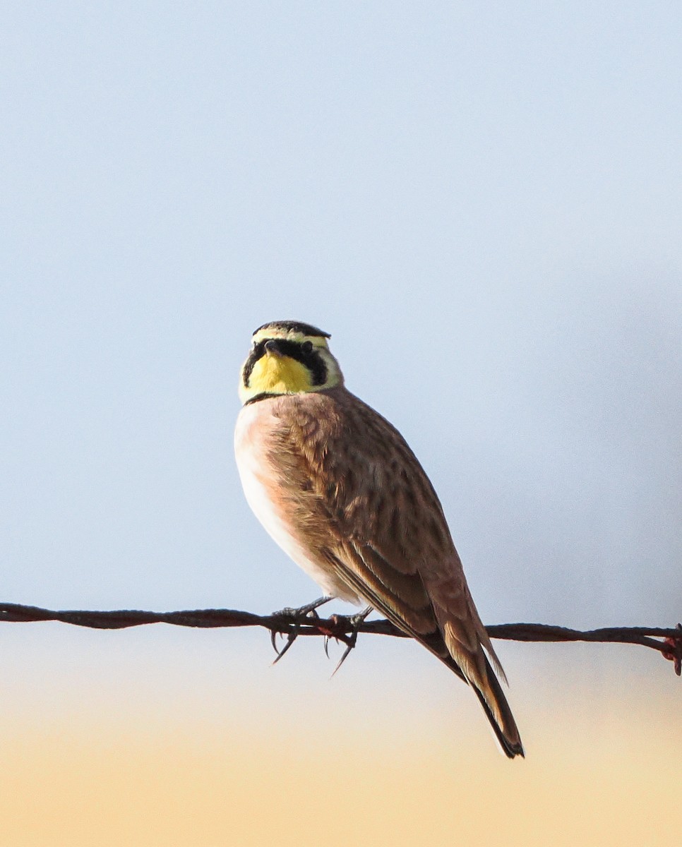Horned Lark - ML646400360