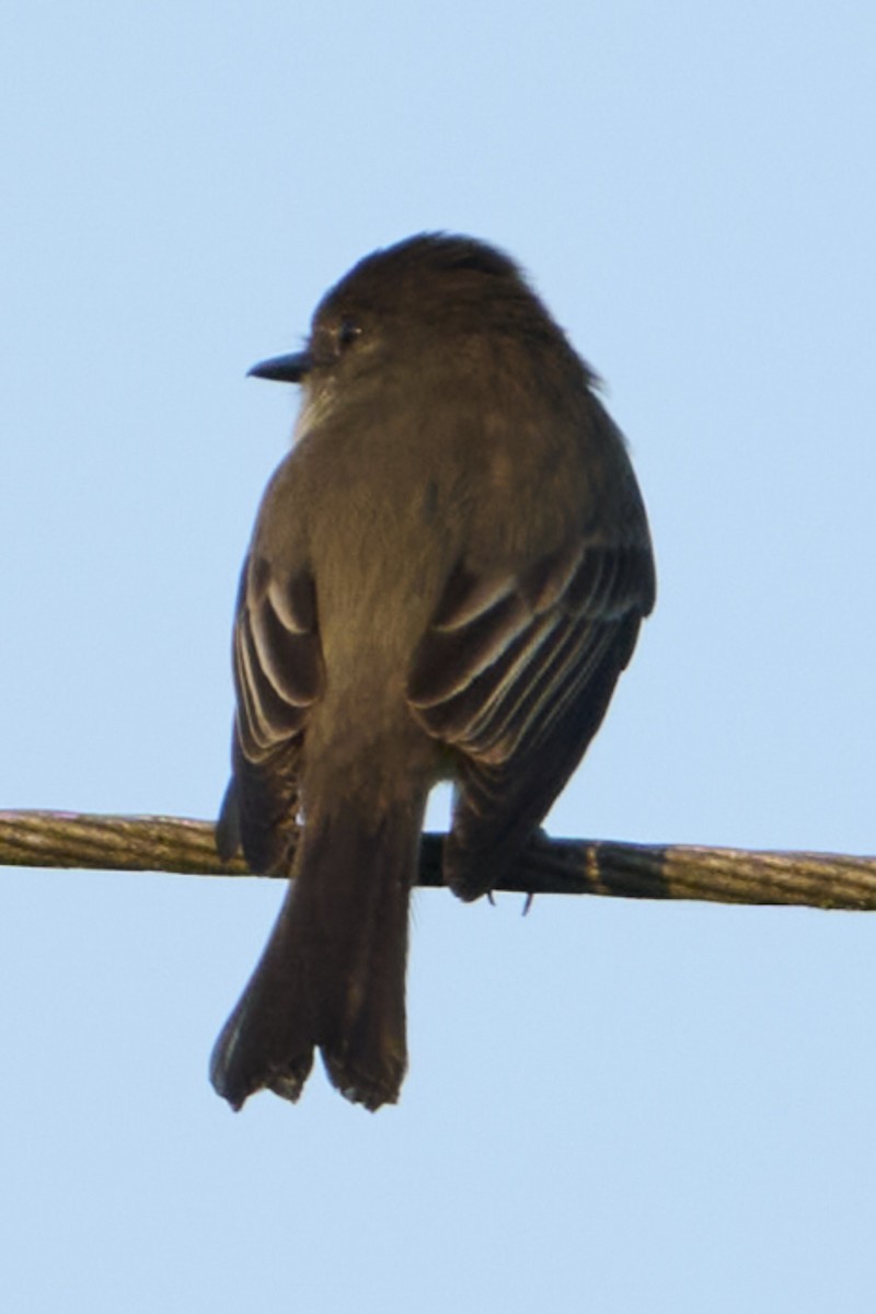 Great Crested Flycatcher - ML646400361