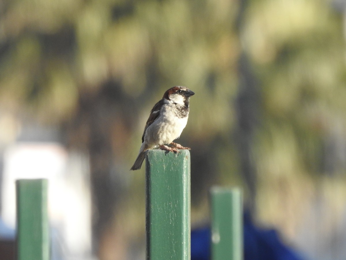 Домовый воробей - ML646400364