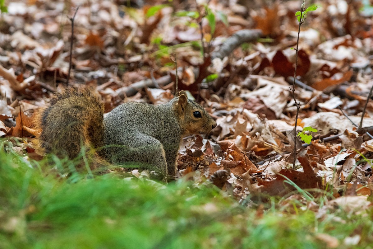 Eastern Fox Squirrel - ML646400367