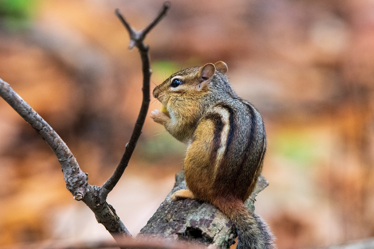 Eastern Chipmunk - ML646400368