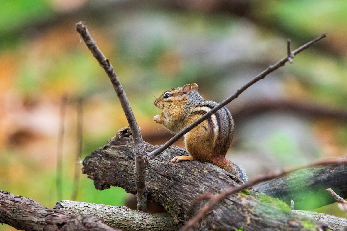 Eastern Chipmunk - ML646400369