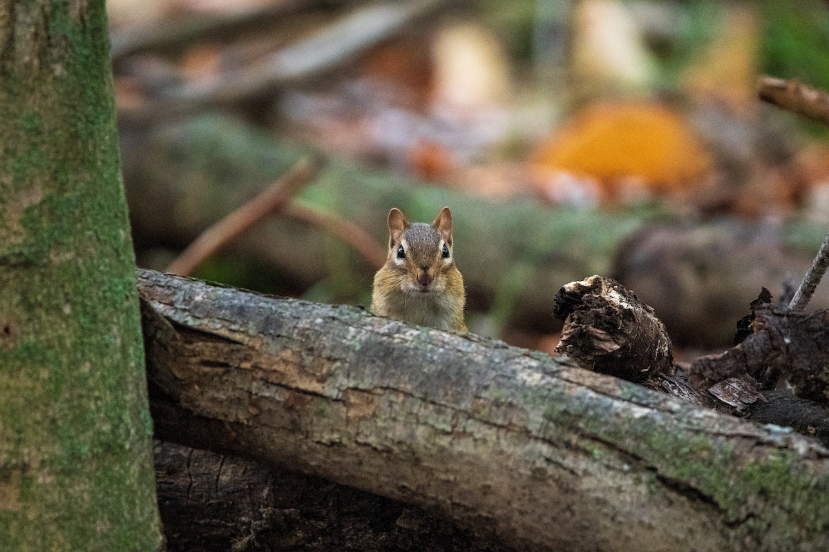 Eastern Chipmunk - ML646400370