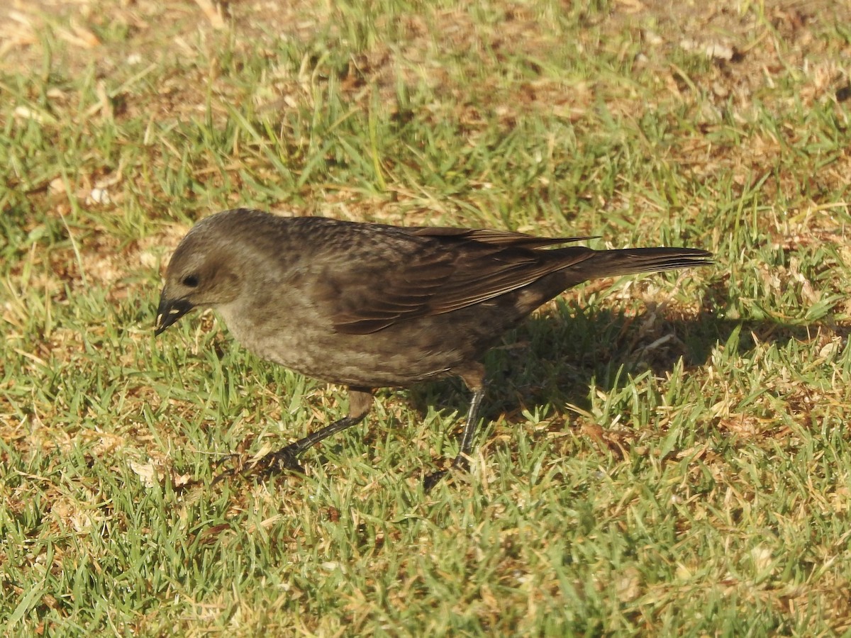 Блестящий трупиал - ML646400372