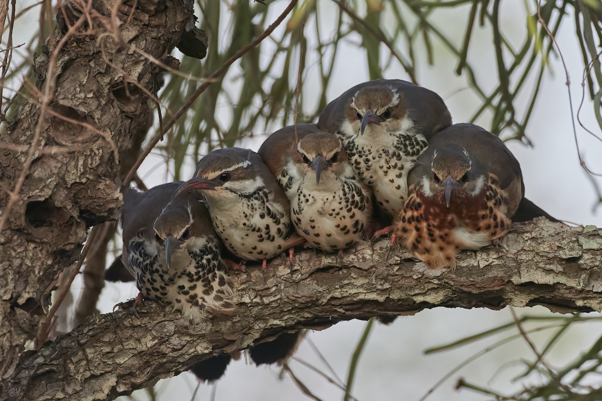 Subdesert Mesite - ML646400373