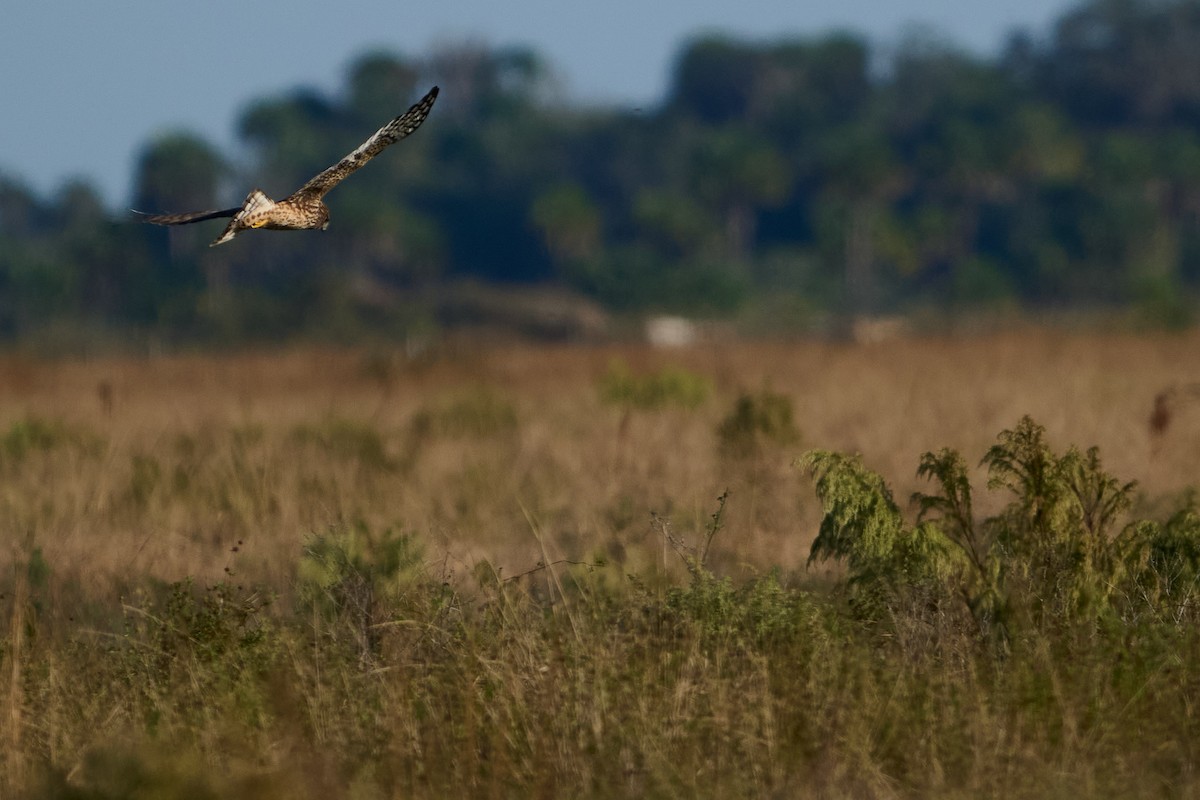 Northern Harrier - ML646400376